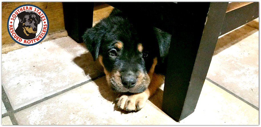 Southern States Rescued Rottweilers