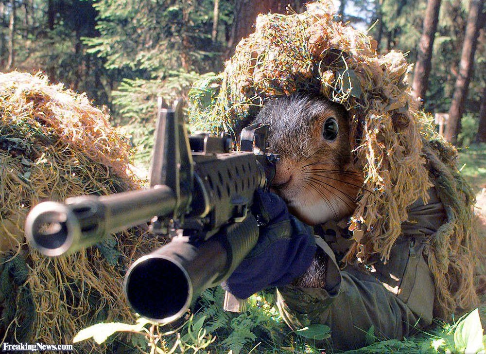Special Forces Squirrel SFQC: watch this video just because