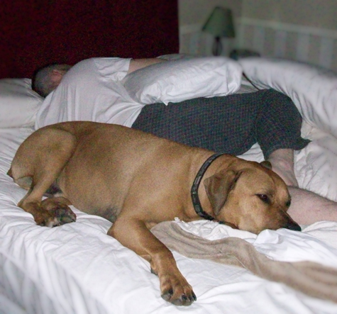So God Made a Dog