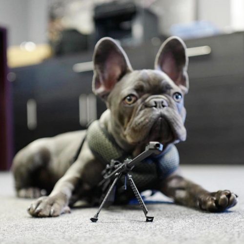 A fifty cal Goatguns replica sniper rifle on overwatch with an office dog