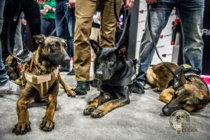 Baden-K9-SHOT-Show-resting