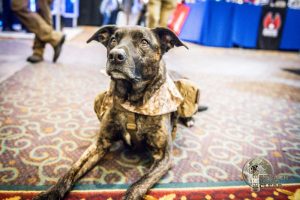 K9 Officer at 2019 SHOT Show