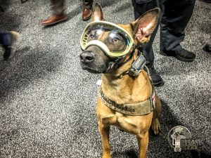 Rex Spex K9 Vision System