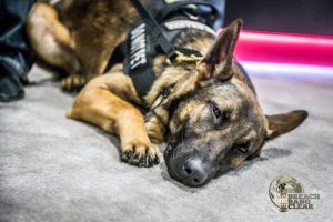 Sleepy K9 officer at SHOT